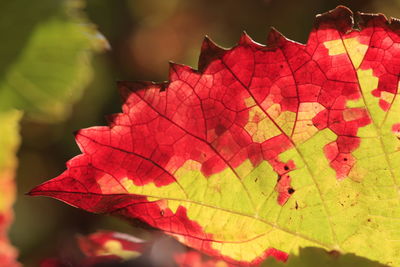 Close-up of red maple leaf