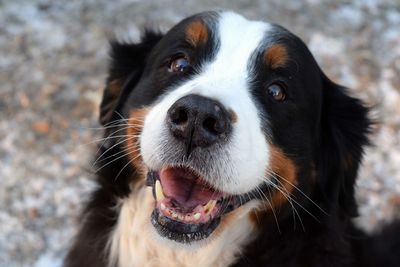 Close-up portrait of dog