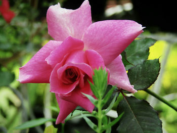 Close-up of pink flower blooming outdoors