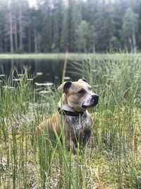 Dog looking away on field