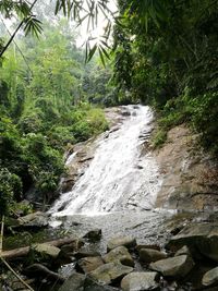 Scenic view of waterfall in forest