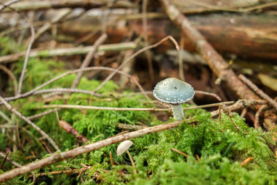 Close-up of mushroom on grass