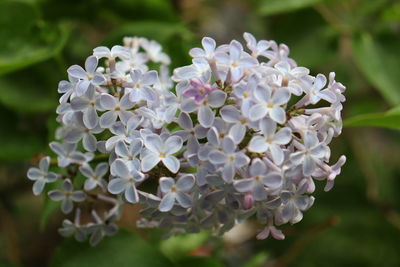 Close-up of white flowering plant in park