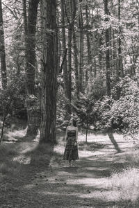 Rear view of man walking in forest