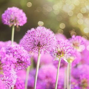 Close-up of pink flowers blooming outdoors