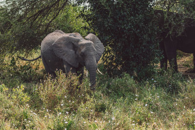 Elephants calf on field