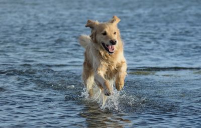 Dog in sea