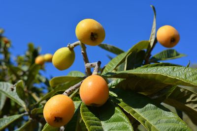 Nispero fruits ripening on tree, also known as medlar or japanese loquat