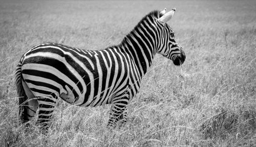 Zebra standing on field