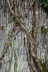 Full frame shot of tree trunk