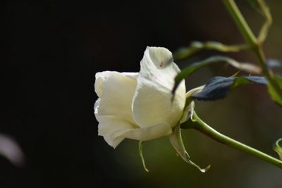 Close-up of white flower blooming outdoors