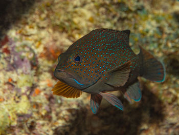 Close-up of fish swimming in aquarium