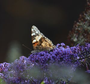 Close-up of butterfly pollinating on purple flower