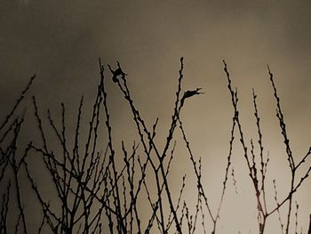 Low angle view of bare tree against sky at sunset