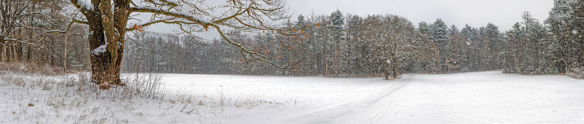 Snow covered road amidst trees during winter