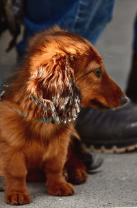 Close-up of dog looking away