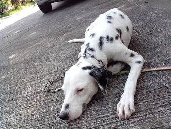 Tilt shot of dalmatian dog lying on footpath