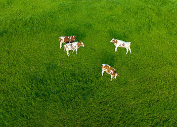 Dog on grassy field