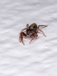 Close-up of spider