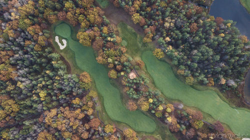 Directly above shot of trees in forest during autumn