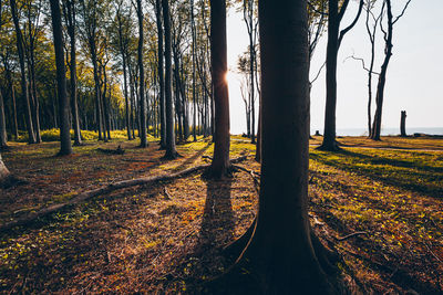 Sunlight streaming through trees in forest