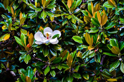 Close-up of white flowers