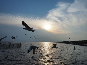 Seagulls flying over sea against sky