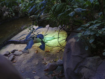 Close-up of snake by plants
