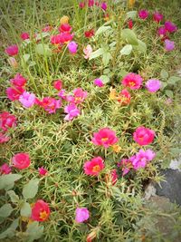 High angle view of pink flowers