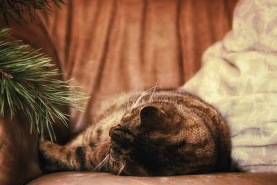 Close-up of cat sleeping at home