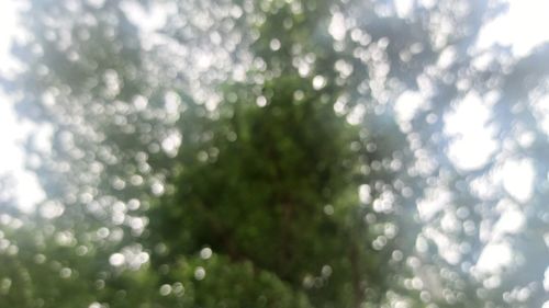 Low angle view of wet plants against trees