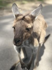 Close-up portrait of kangaroo 