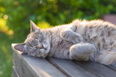 Close-up of cat