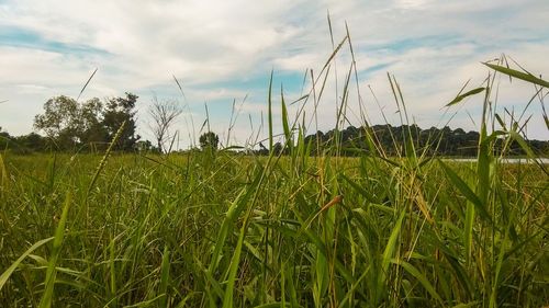 Crops growing on field against sky