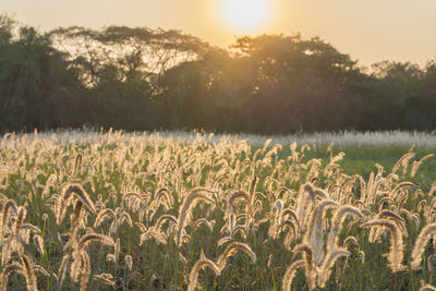 Close-up of wheat growing on field during sunset