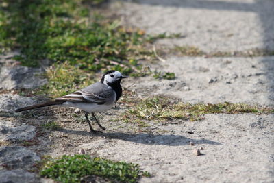 A close-up of a white wagtail