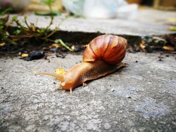 Close-up of snail