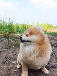 Lion against sky