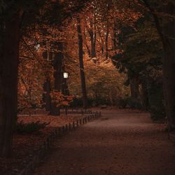 Footpath amidst trees during autumn