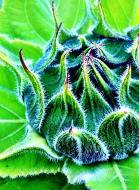 Close-up of fresh green plant