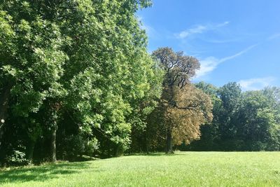 Trees on field against sky