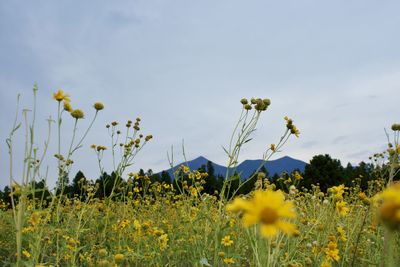 Yellow flowering plants on field against sky