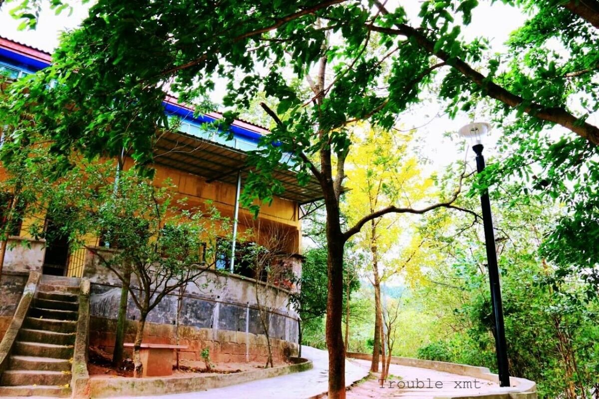 building exterior, architecture, built structure, tree, house, low angle view, residential structure, residential building, building, growth, branch, day, street light, outdoors, window, city, no people, sunlight, tree trunk, green color