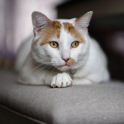 Close-up portrait of a cat