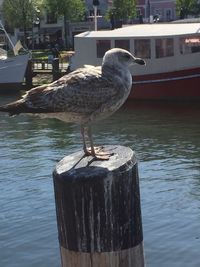 Bird perching on tree trunk