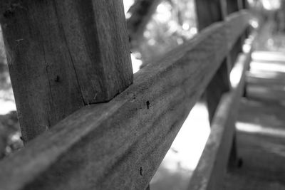 Close-up of lizard on wood