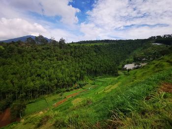 Scenic view of agricultural field against sky