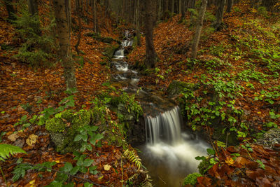 Scenic view of waterfall in forest