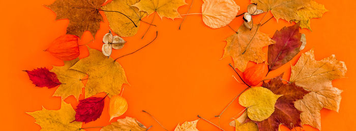 Close-up of autumn leaves on yellow flowers