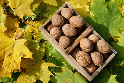 Fall still life italian walnuts fruit in wooden basket on maple leaves background